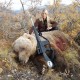 Liberte Austin’s Hunting Digest: Look Out Yogi, Spider Hunting and the Ultimate Fudd? 46626795_scaled_529x353-54c66b5a89ad89e4db36860a1cecb593168f9b11
