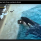 Whale Surprisingly Clever: Uses Fish as Bait to Catch Bird Screen-Shot-2016-02-18-at-1.54.05-PM-af60aef02e155934faafefc73dc0c3af3dabd468