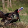 TOP TURKEY STATES shutterstock_128269625-1024x682-2c2fd30dac0ee3bd85c5cb7c1c30481cf49ddb79