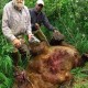 Outfitter In Alaska Protects Fisherman From Angry Grizzly Bear With A 9MM bear_9mm_inset_2-adf0ef667a66beb1ee55980323c9ff8ecdf8a5aa