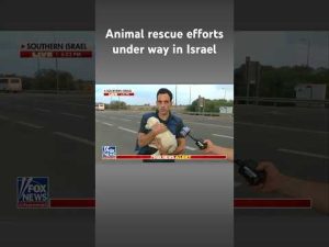 Read more about the article Pets rescued after Hamas attack as soldiers reach Gaza #shorts