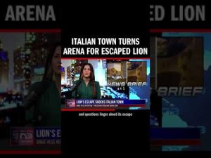 Read more about the article Lion roams streets of Ladispoli, Italy, after circus escape